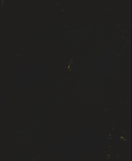 caterpiller-website-banner-left-440x535